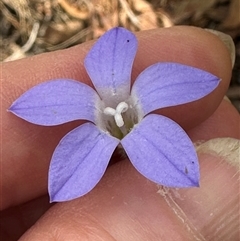 Wahlenbergia stricta subsp. stricta (Tall Bluebell) at Aranda, ACT - 11 Nov 2024 by lbradley