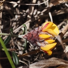 Pultenaea capitellata at Mount Clear, ACT - 22 Oct 2024 11:46 AM