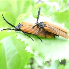 Porrostoma rhipidium (Long-nosed Lycid (Net-winged) beetle) at Belconnen, ACT - 10 Nov 2024 by JohnGiacon