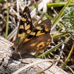 Argynnina cyrila (Forest Brown, Cyril's Brown) at Mount Clear, ACT - 7 Nov 2024 by SWishart