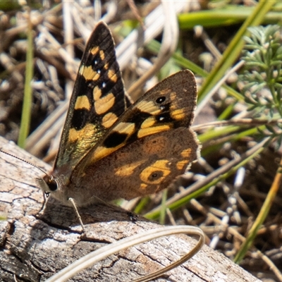 Argynnina cyrila (Forest Brown, Cyril's Brown) at Mount Clear, ACT - 8 Nov 2024 by SWishart