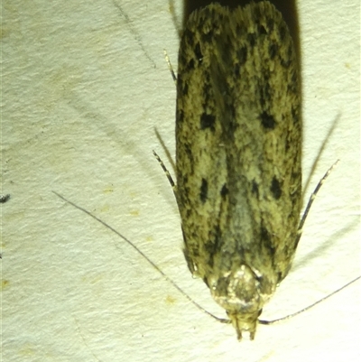 Hofmannophila pseudospretella (Brown House Moth) at Belconnen, ACT - 10 Nov 2024 by JohnGiacon