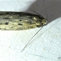 Hofmannophila pseudospretella at Belconnen, ACT - 10 Nov 2024 08:41 PM