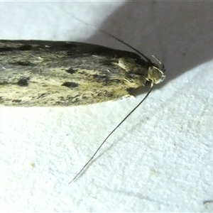 Hofmannophila pseudospretella at Belconnen, ACT - 10 Nov 2024 08:41 PM