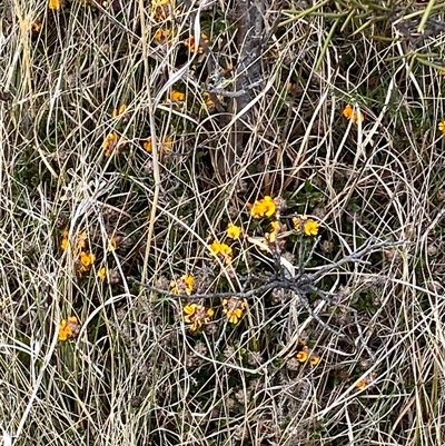 Oxylobium ellipticum (Common Shaggy Pea) at Mount Clear, ACT - 22 Oct 2024 by RAllen