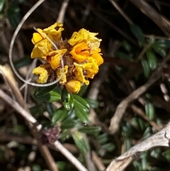 Pultenaea capitellata (Hard-head Bush-pea) at Mount Clear, ACT - 22 Oct 2024 by RAllen