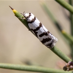 Philobota impletella Group (A concealer moth) at Mount Clear, ACT - 8 Nov 2024 by SWishart