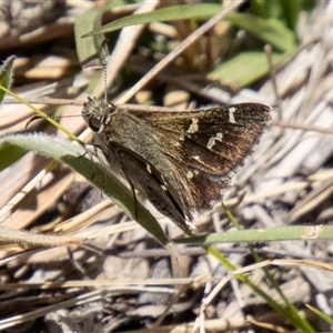 Pasma tasmanica at Mount Clear, ACT - 8 Nov 2024