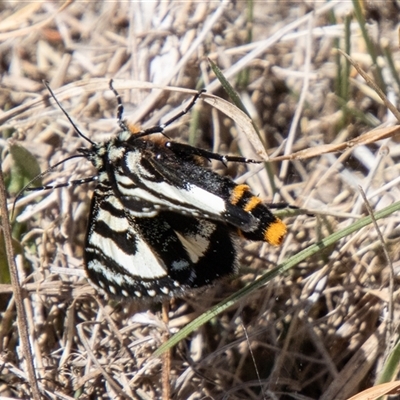 Agaristodes feisthamelii (A day flying noctuid moth) at Mount Clear, ACT - 8 Nov 2024 by SWishart