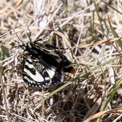 Agaristodes feisthamelii at Mount Clear, ACT - 8 Nov 2024