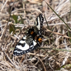 Agaristodes feisthamelii at Mount Clear, ACT - 8 Nov 2024