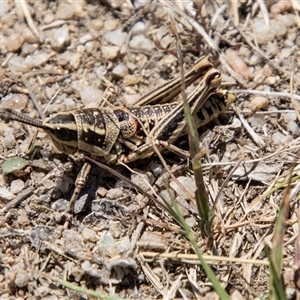 Monistria concinna at Mount Clear, ACT - 8 Nov 2024