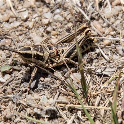 Monistria concinna (Southern Pyrgomorph) at Mount Clear, ACT - 8 Nov 2024 by SWishart