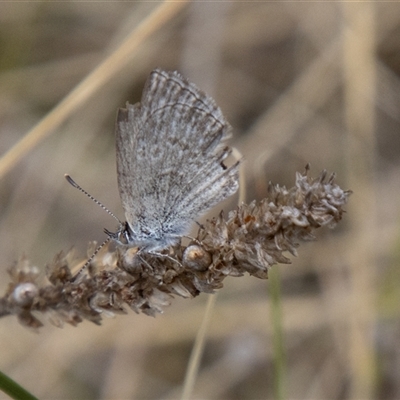 Zizina otis (Common Grass-Blue) at Mount Clear, ACT - 8 Nov 2024 by SWishart