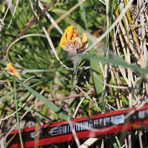 Pultenaea capitellata at Mount Clear, ACT - 22 Oct 2024