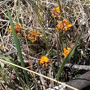 Pultenaea capitellata at Mount Clear, ACT - 22 Oct 2024