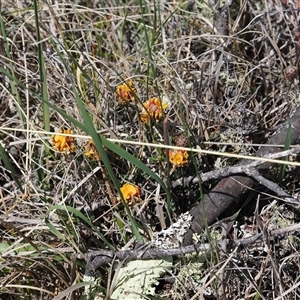 Pultenaea capitellata at Mount Clear, ACT - 22 Oct 2024