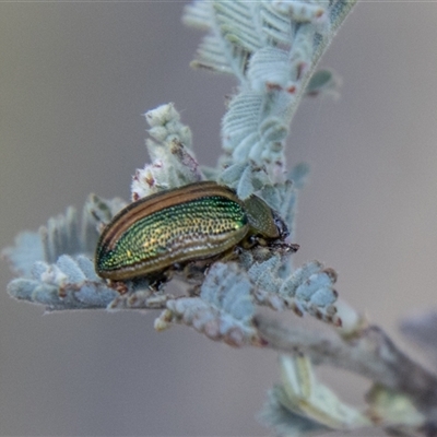 Calomela sp. (genus) (Acacia leaf beetle) at Mount Clear, ACT - 8 Nov 2024 by SWishart