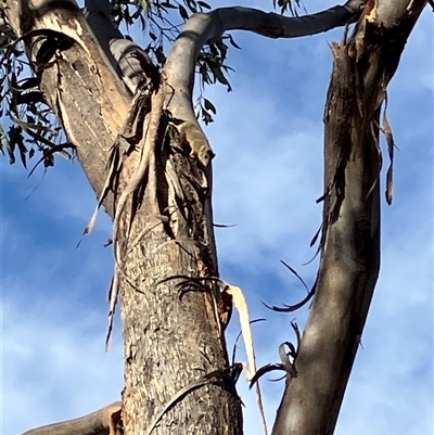Antechinus flavipes (Yellow-footed Antechinus) at Fentons Creek, VIC - 9 Nov 2024 by KL