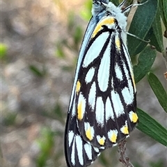 Belenois java (Caper White) at Fentons Creek, VIC - 10 Nov 2024 by KL