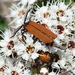 Porrostoma rhipidium (Long-nosed Lycid (Net-winged) beetle) at West Wodonga, VIC - 10 Nov 2024 by KylieWaldon