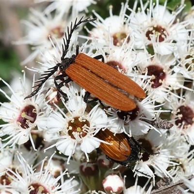 Porrostoma rhipidium (Long-nosed Lycid (Net-winged) beetle) at West Wodonga, VIC - 10 Nov 2024 by KylieWaldon