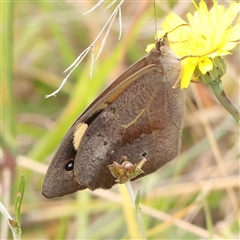 Heteronympha merope (Common Brown Butterfly) at Gundaroo, NSW - 11 Nov 2024 by ConBoekel