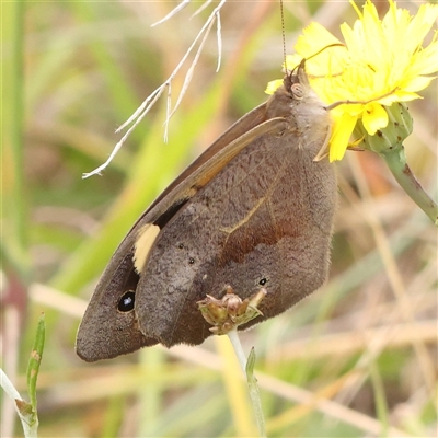 Heteronympha merope (Common Brown Butterfly) at Gundaroo, NSW - 11 Nov 2024 by ConBoekel