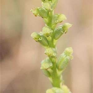 Microtis sp. at Gundaroo, NSW - suppressed