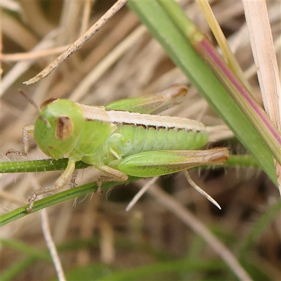 Unidentified Grasshopper, Cricket or Katydid (Orthoptera) at Gundaroo, NSW - 11 Nov 2024 by ConBoekel