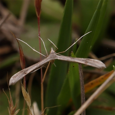 Platyptilia celidotus (Plume Moth) at Gundaroo, NSW - 11 Nov 2024 by ConBoekel