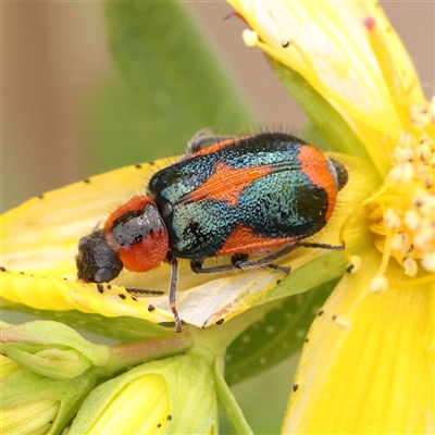 Dicranolaius villosus (Melyrid flower beetle) at Gundaroo, NSW - 11 Nov 2024 by ConBoekel