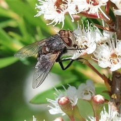 Calliphora sp. (genus) (Unidentified blowfly) at West Wodonga, VIC - 9 Nov 2024 by KylieWaldon