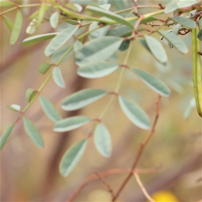 Indigofera australis subsp. australis (Australian Indigo) at Gundaroo, NSW - 11 Nov 2024 by ConBoekel