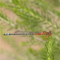 Xanthagrion erythroneurum (Red & Blue Damsel) at Gundaroo, NSW - 11 Nov 2024 by ConBoekel