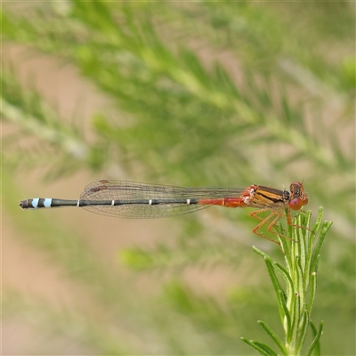 Xanthagrion erythroneurum (Red & Blue Damsel) at Gundaroo, NSW - 11 Nov 2024 by ConBoekel