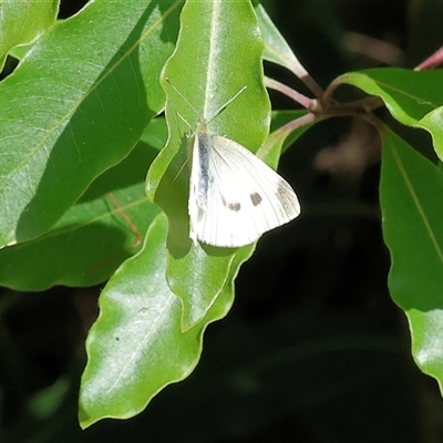 Pieris rapae (Cabbage White) at West Wodonga, VIC - 10 Nov 2024 by KylieWaldon