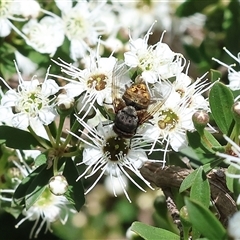 Calliphora stygia (Brown blowfly or Brown bomber) at West Wodonga, VIC - 9 Nov 2024 by KylieWaldon