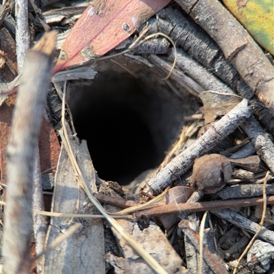 Lycosidae (family) (Unidentified wolf spider) at Lyneham, ACT - 10 Nov 2024 by Hejor1