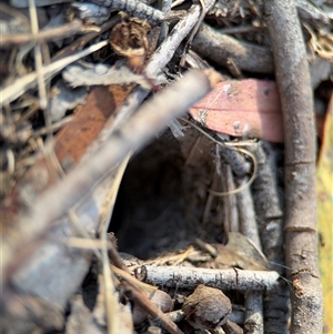 Lycosidae (family) at Lyneham, ACT - 10 Nov 2024