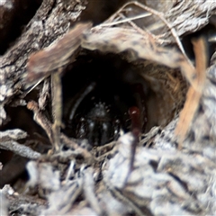 Segestriidae sp (family) (Tube Dwelling Spider) at Lyneham, ACT - 10 Nov 2024 by Hejor1