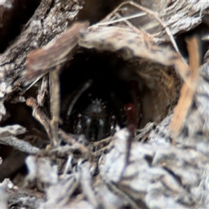 Segestriidae sp (family) at Lyneham, ACT - 10 Nov 2024 07:00 PM