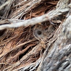 Segestriidae sp (family) at Lyneham, ACT - 10 Nov 2024 07:00 PM