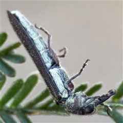 Rhinotia sp. (genus) (Unidentified Rhinotia weevil) at Lyneham, ACT - 10 Nov 2024 by Hejor1