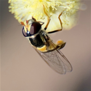 Simosyrphus grandicornis at Lyneham, ACT - 10 Nov 2024 05:22 PM