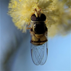 Simosyrphus grandicornis at Lyneham, ACT - 10 Nov 2024 05:22 PM