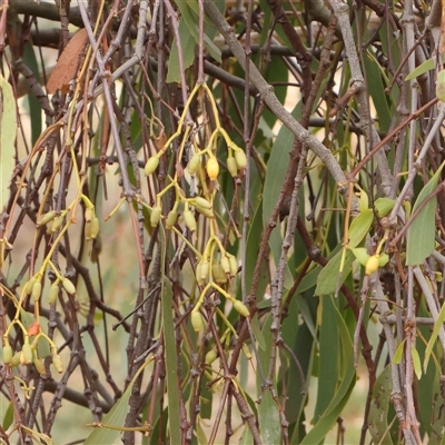 Amyema miquelii (Box Mistletoe) at Gundaroo, NSW - 11 Nov 2024 by ConBoekel