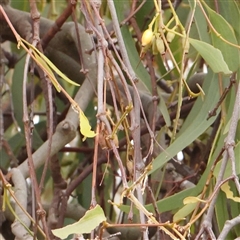 Amyema miquelii at Gundaroo, NSW - 11 Nov 2024 11:27 AM