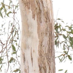 Eucalyptus melliodora (Yellow Box) at Gundaroo, NSW - 11 Nov 2024 by ConBoekel