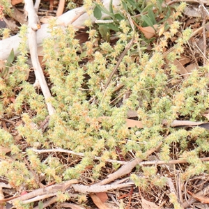 Paronychia brasiliana at Gundaroo, NSW - 11 Nov 2024